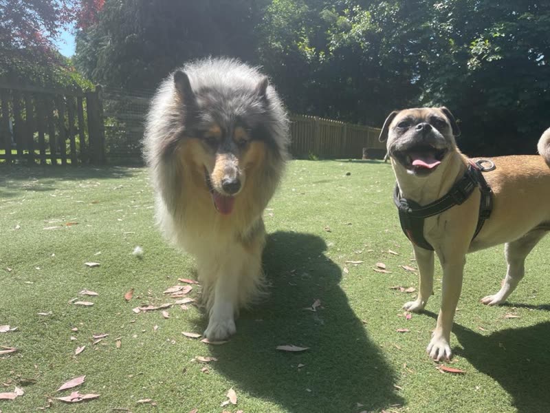 A rough collie and a tan dog in a harness walking across a sunlit grass paddock
