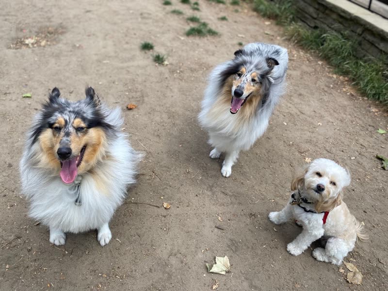 Three dogs sitting together on a sandy yard, looking up