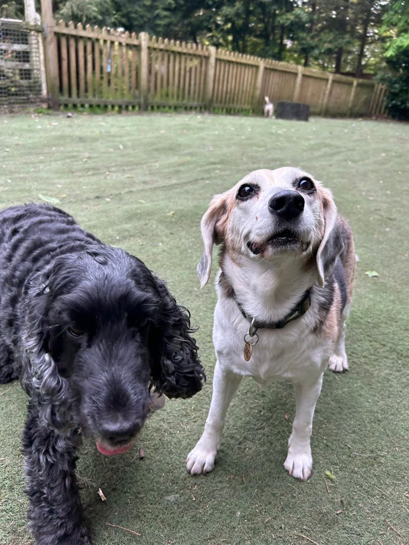 A black cocker spaniel and a beagle standing together on grass in a fenced garden