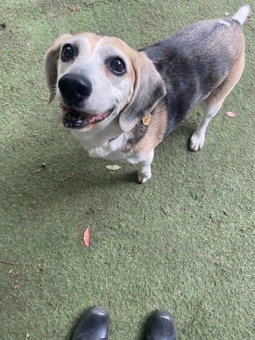A beagle looking up at the camera on a green rubber play surface