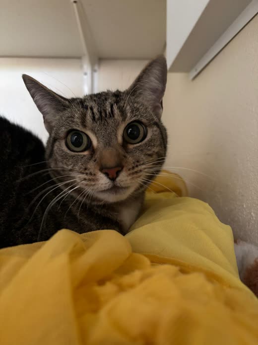 A tabby cat wrapped in a yellow blanket, looking at the camera
