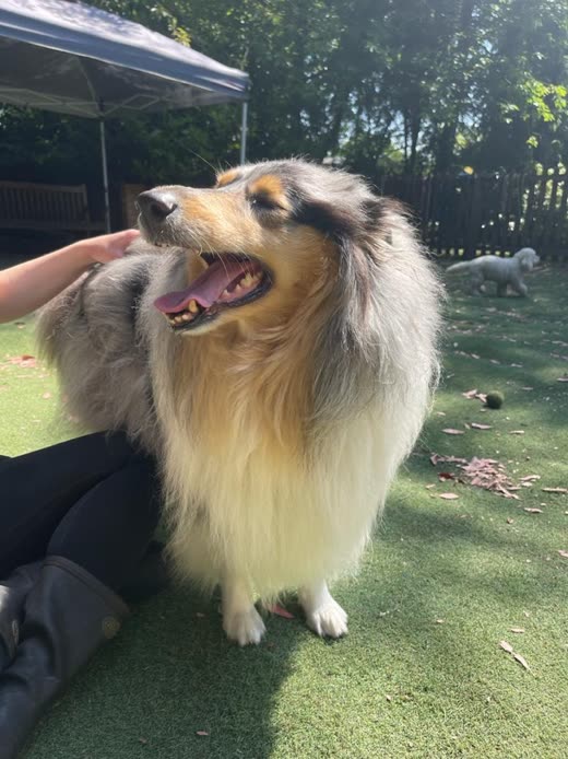 A rough collie sitting happily beside a person's hand in a sunlit yard