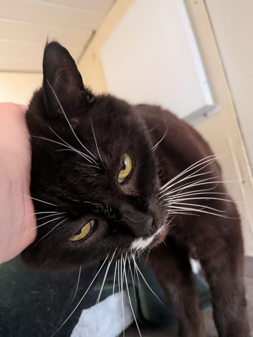 Close-up of a black cat with long white whiskers being stroked indoors