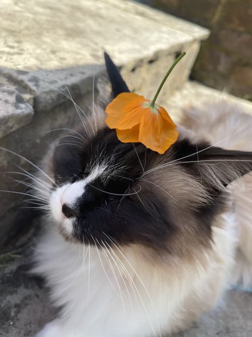 A long-haired black-and-white cat outdoors with an orange flower on its head